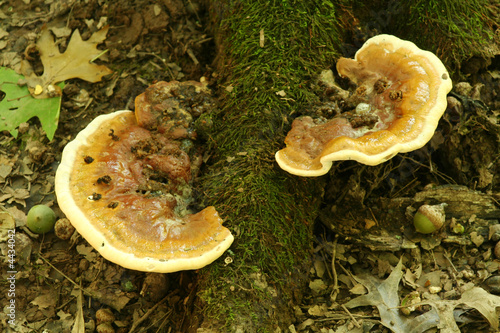 Mushrooms on a tree root