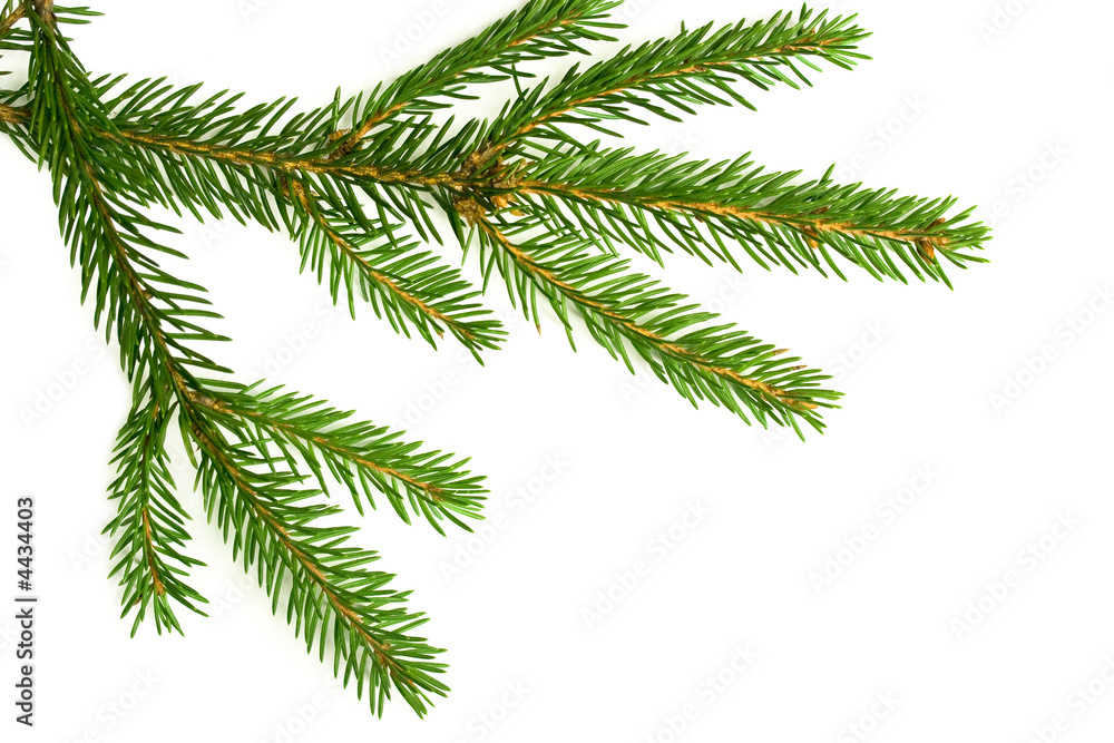 Branch of a Christmas Tree Branch of a Christmas Tree