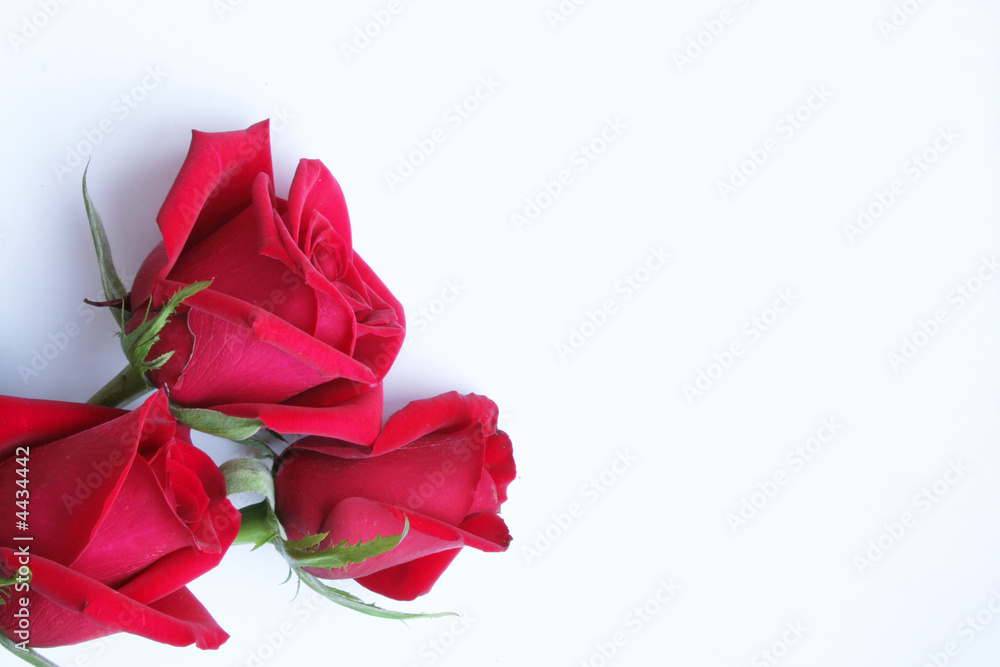 Three red roses on white paper Three red roses on white paper
