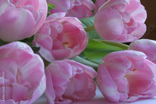 Fototapeta Naklejka Na Ścianę i Meble -  Pink tulips in subdued light