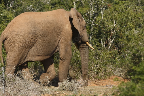 Bull elephant walking past