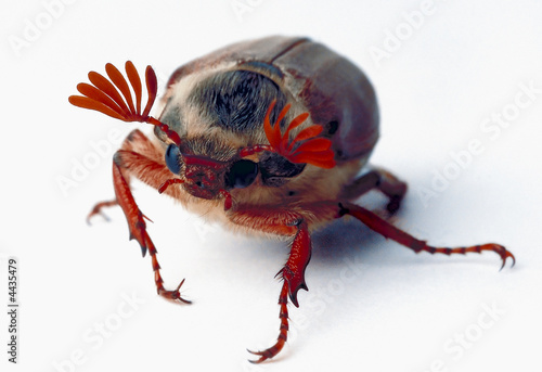cockchafer