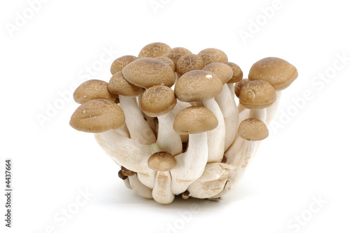 Japanese mushrooms (Bunashimeji) photo