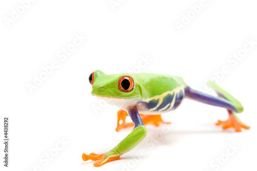 frog isolated on white