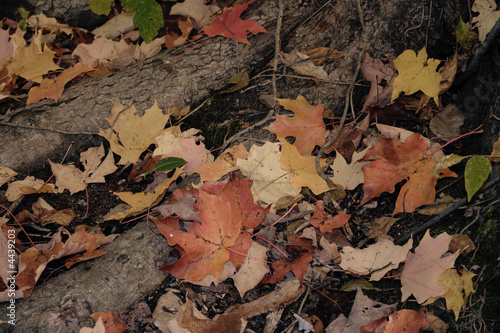 Autumn Floor