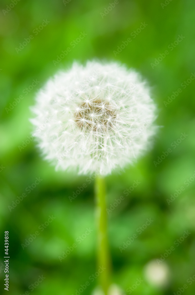 White dandelion White dandelion