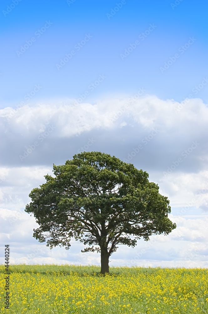 Obraz premium Summer landscape