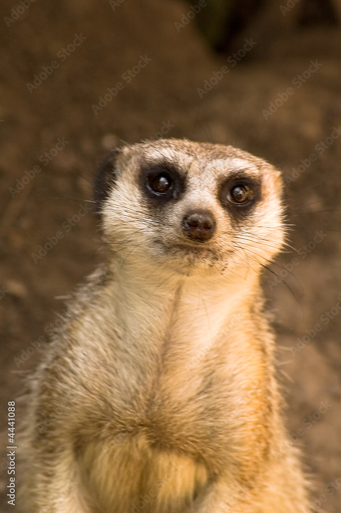 Meerkat