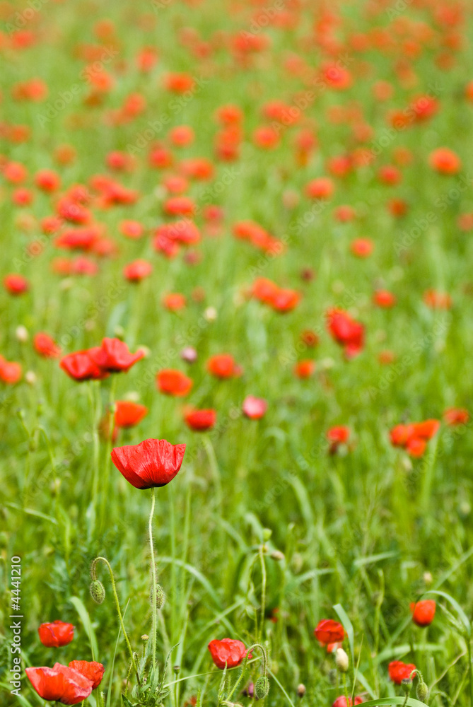 Poppyfield Poppyfield