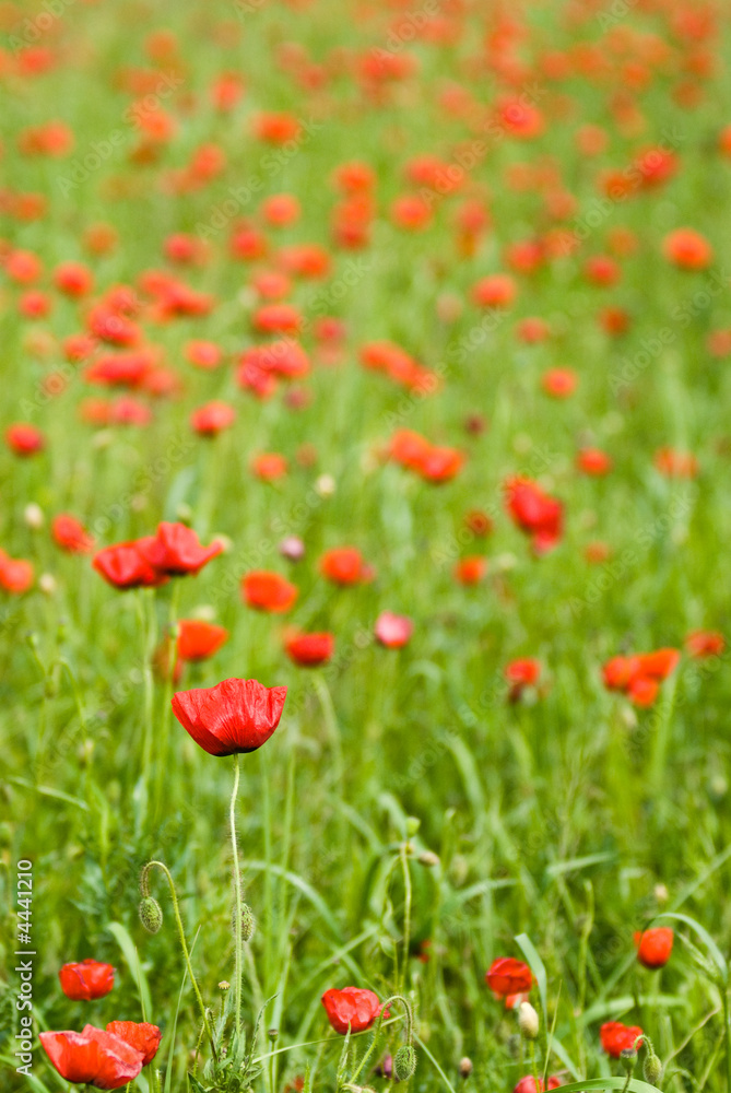 Poppyfield