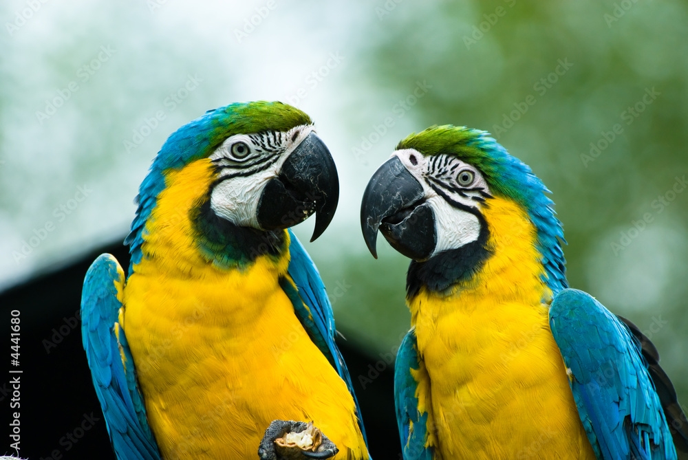 blue-and-yellow macaw blue-and-yellow macaw