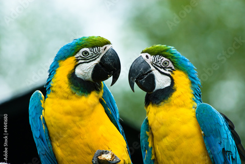 blue-and-yellow macaw © Eric Gevaert