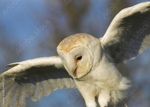 Barn Owl - Tyto alba - Hovering photo