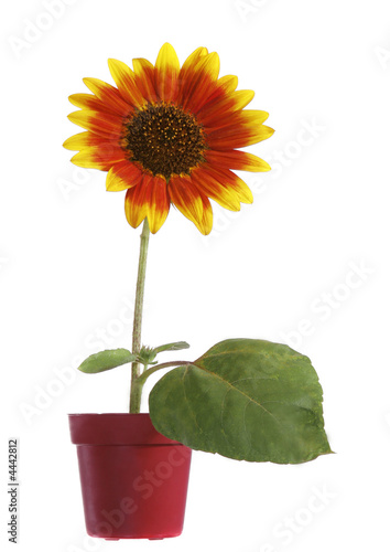 Sunflower flower in bloom