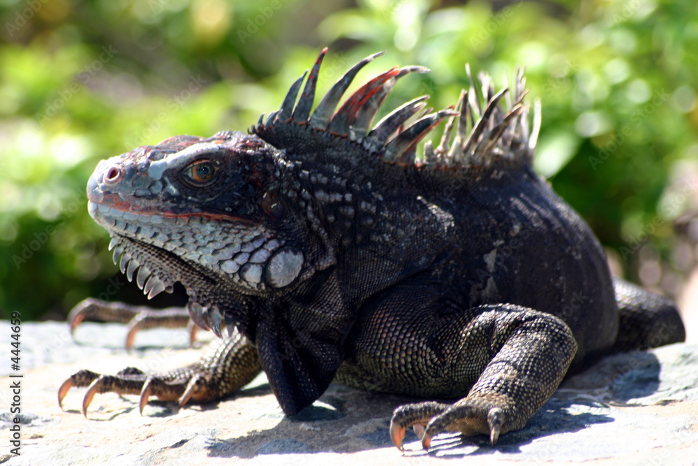 Obraz premium Iguana 2