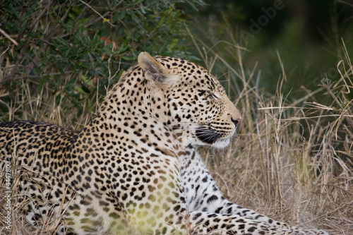 leopard, sabi sands reserve