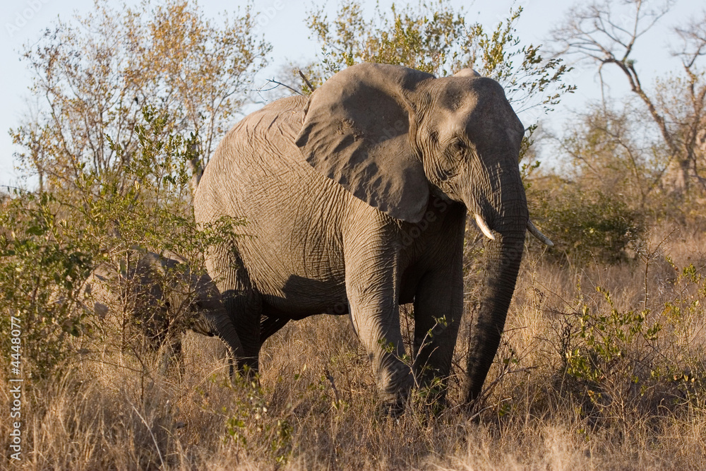 Fototapeta premium elephant at sabi sands reserve