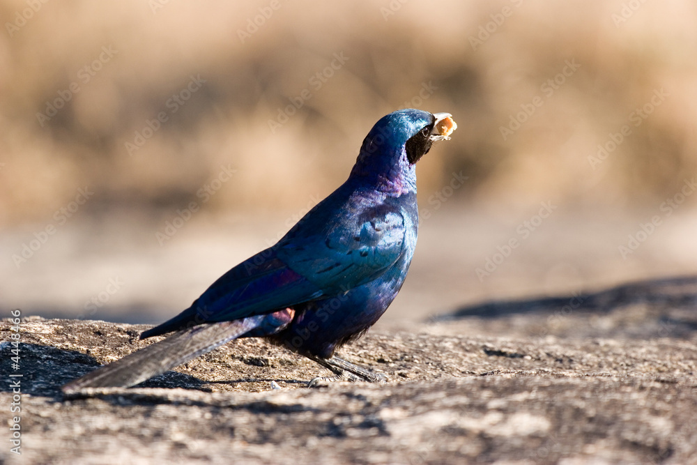 Fototapeta premium bird eating