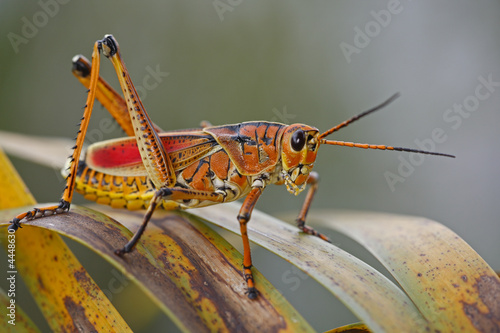 Canvas-taulu insect - grasshopper