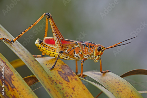 insect - Grasshopper © John Anderson