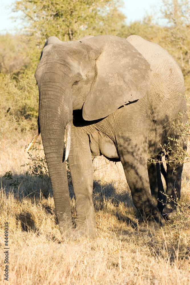 elephant in the bush