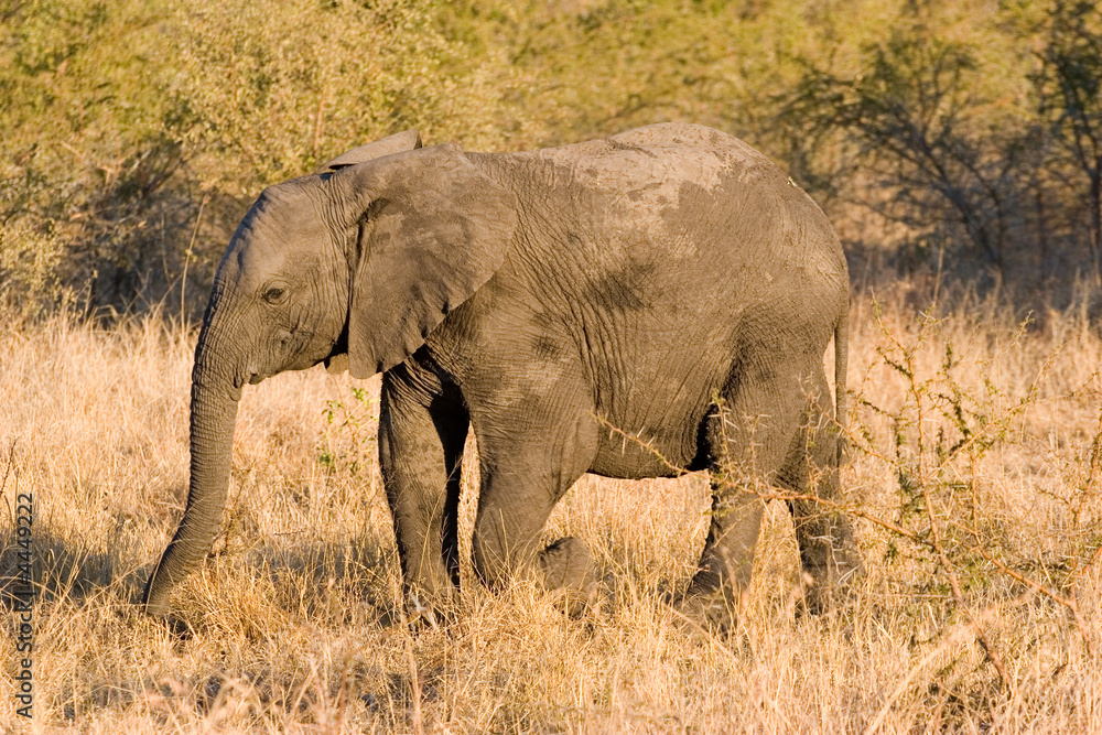elephant in the reserve 