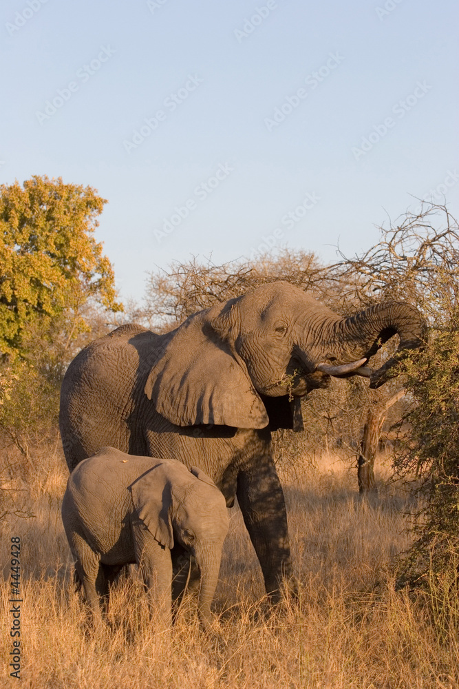 Fototapeta premium elephant in the bush