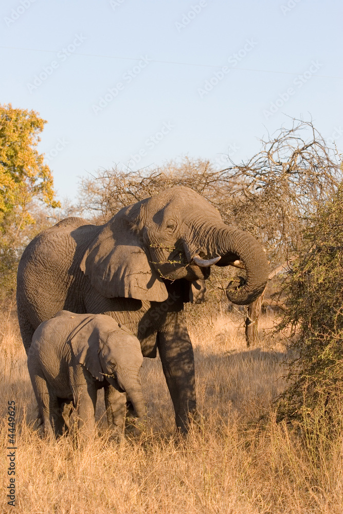 Fototapeta premium elephant in the sabi sands reserve