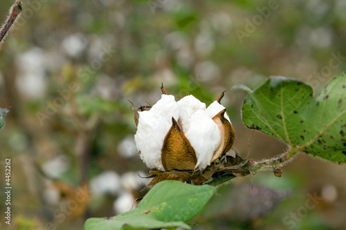 Cotton boll closeup with leaves