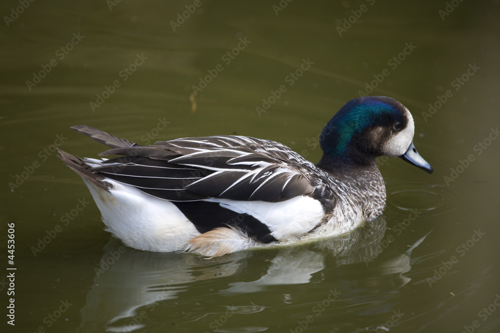 duck duck