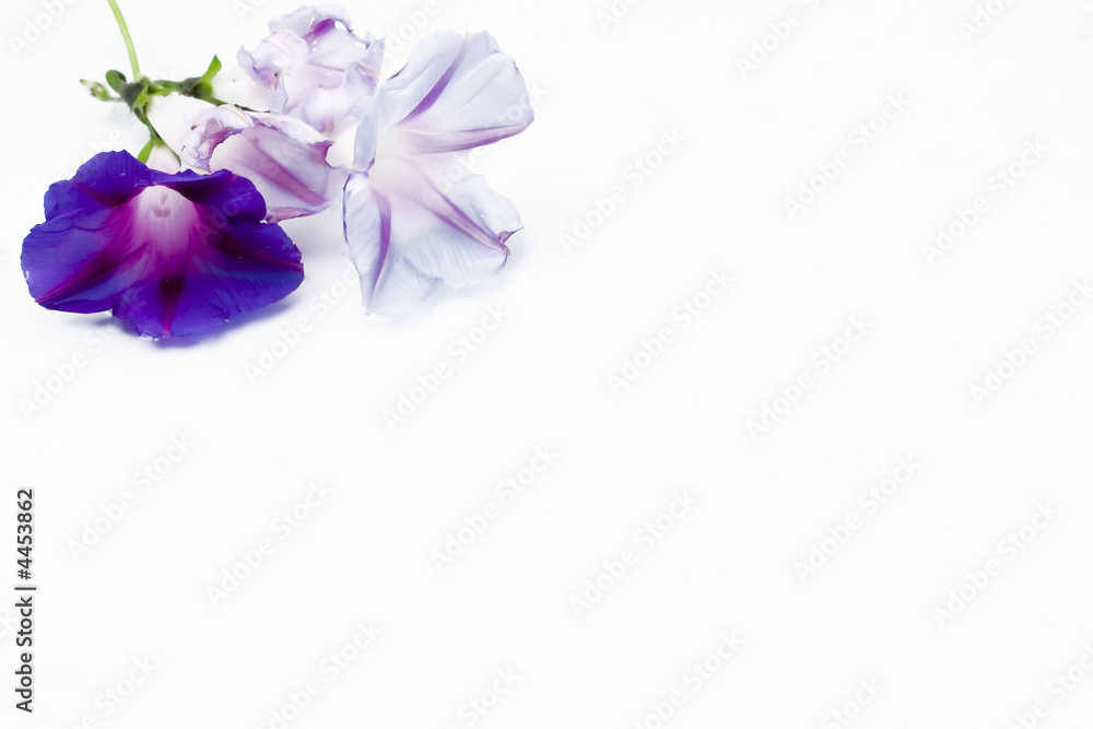 Violet flowers Violet flowers