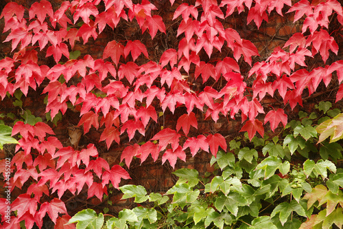 leaves 1531