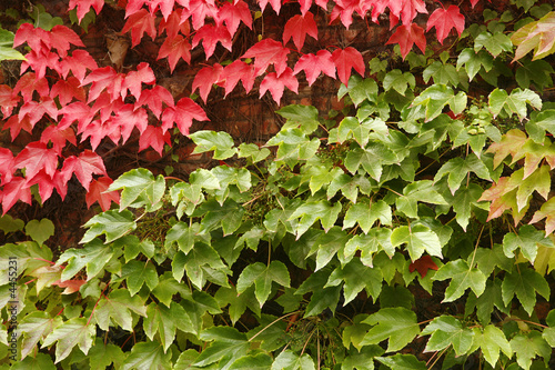 leaves 1532