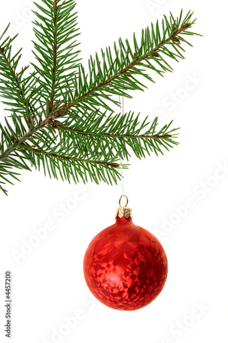 Branch of fir