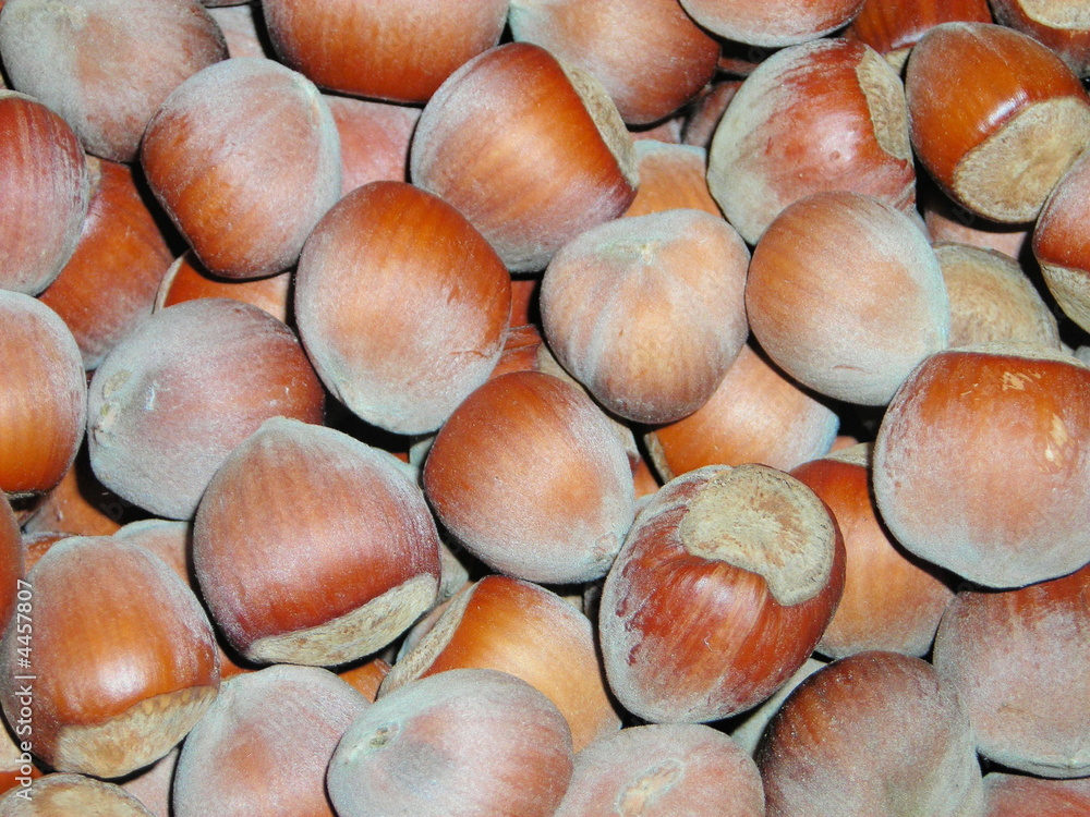 nocciole nocciole