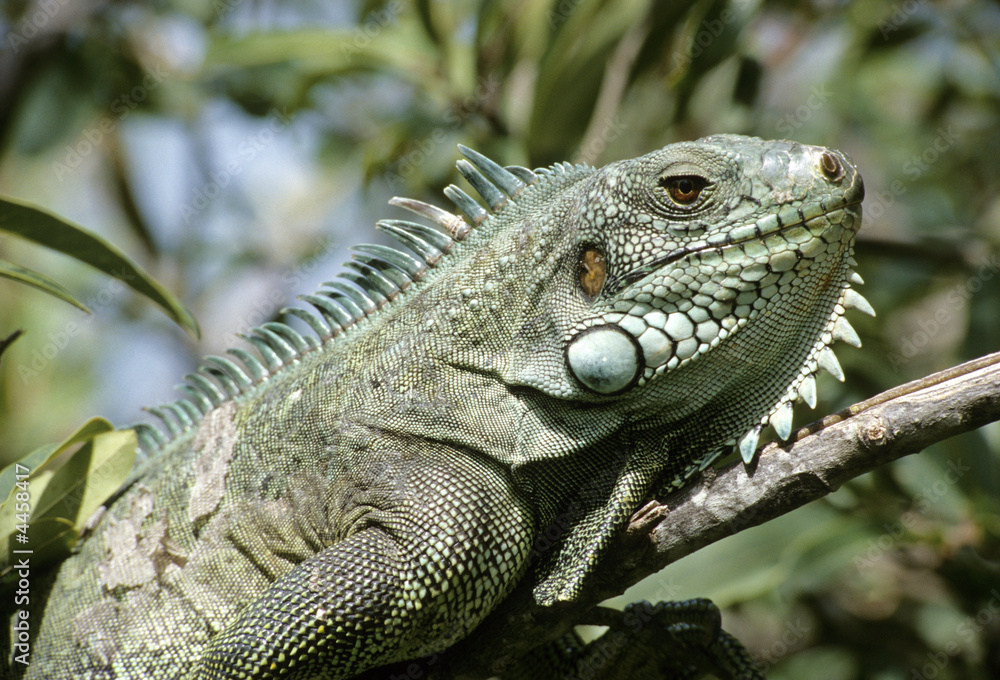 Fototapeta premium Iguane
