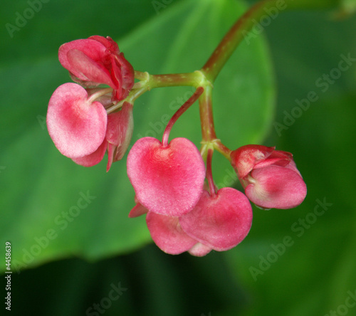 bégonia coeur rose