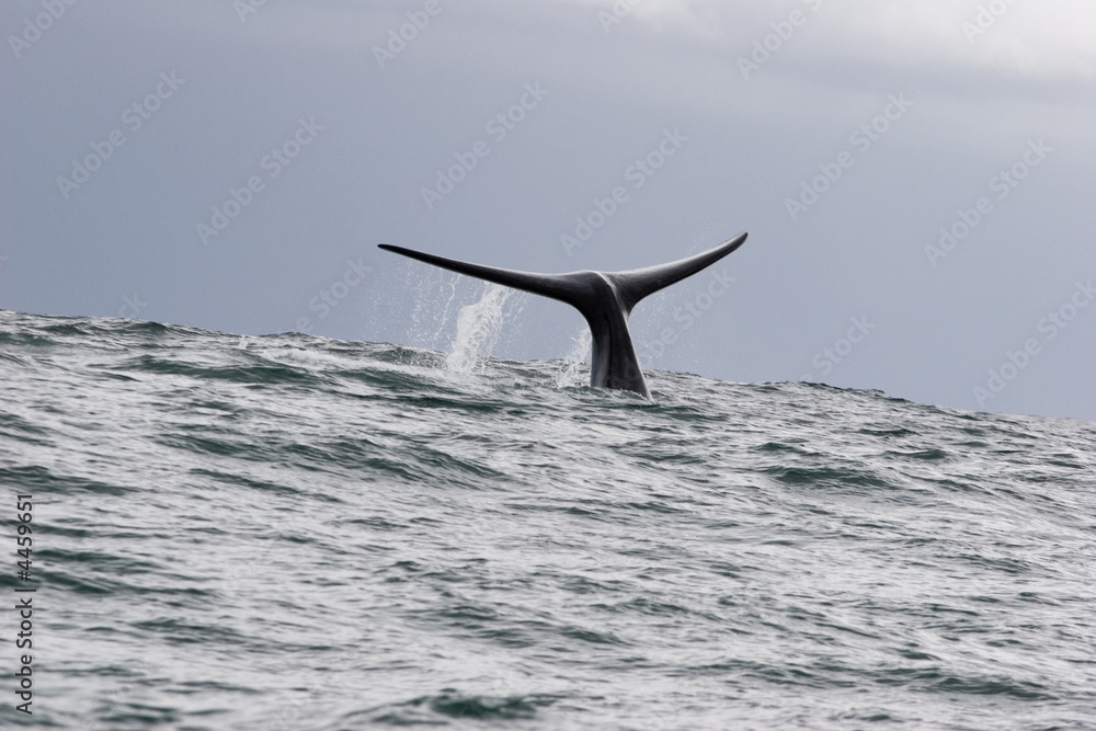 Fototapeta premium whale in south africa