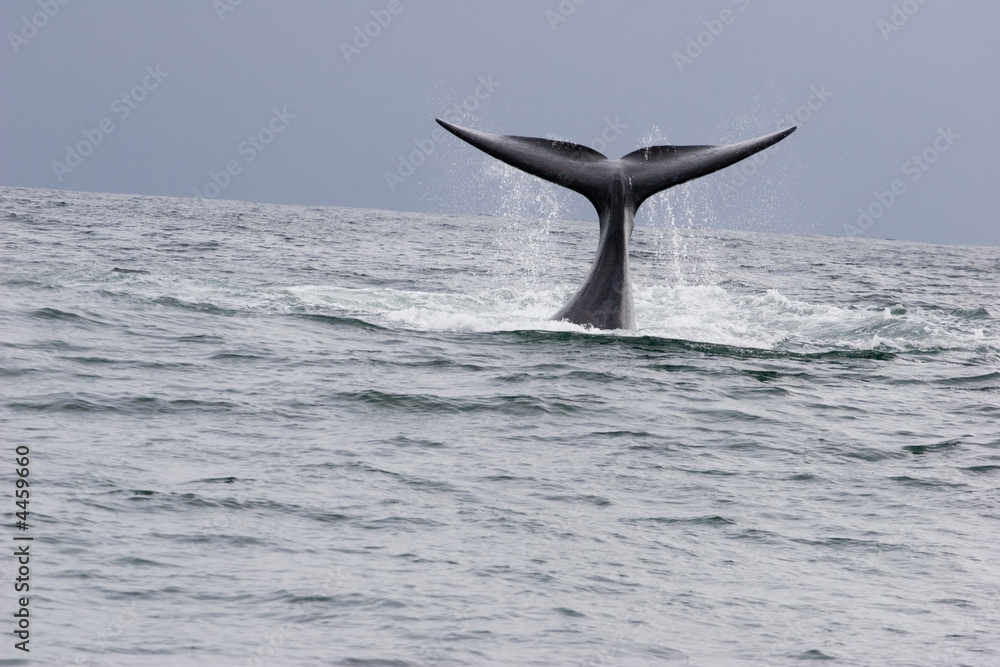 Fototapeta premium whale in south africa