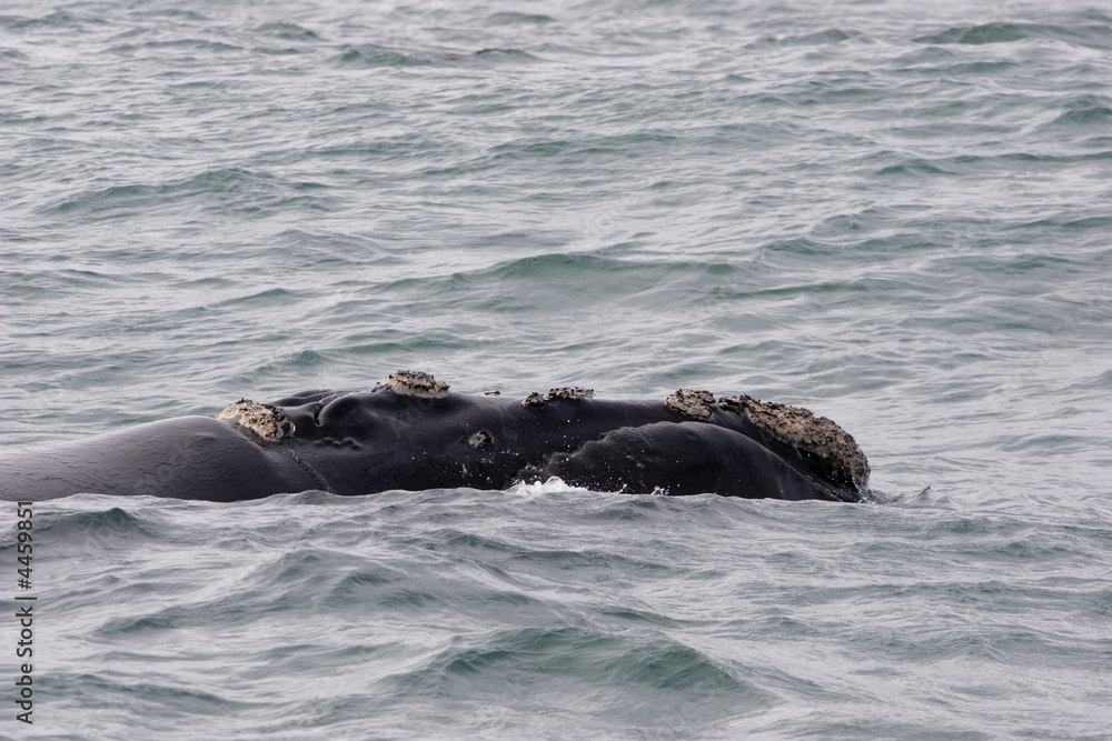 Fototapeta premium whales