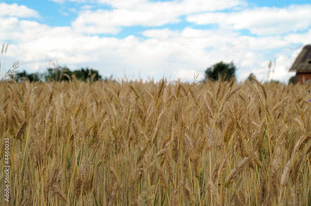 Yellow grain ready for harvest growing in a farm field