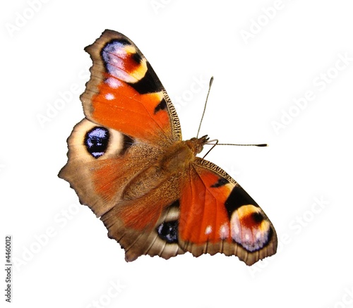 Papillon : Paon du jour photo