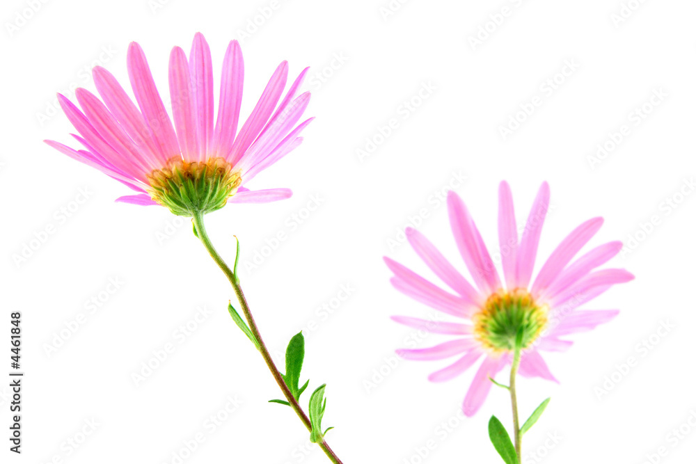 Pink gerbera daisies