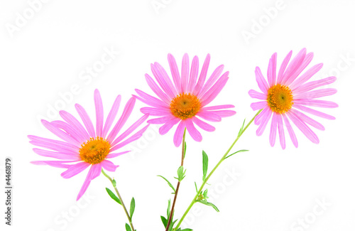 Three magenta gerbera daisies