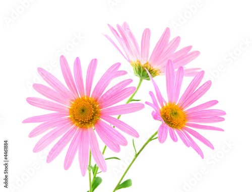 Pink gerbera daisies