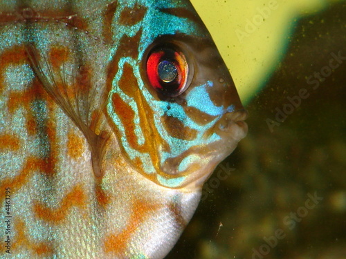 poisson