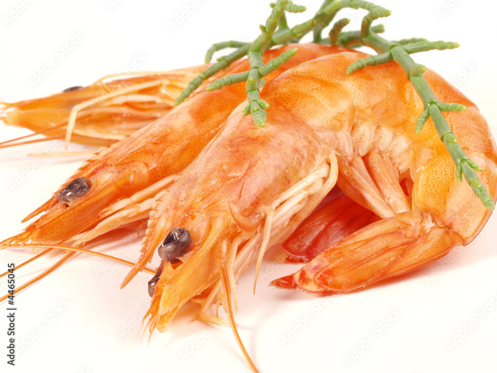 Shrimps Shrimps