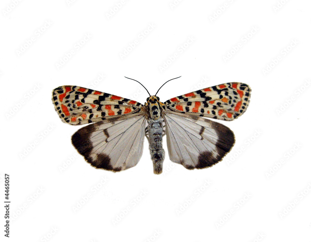 Fototapeta premium Moth.