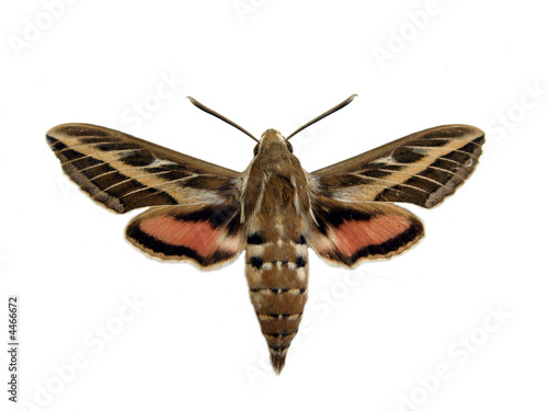 Hawkmoth. photo