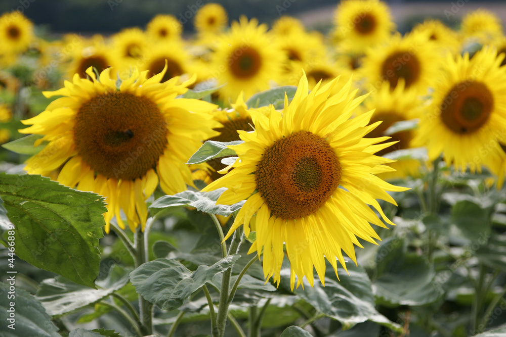 flower of sunflower